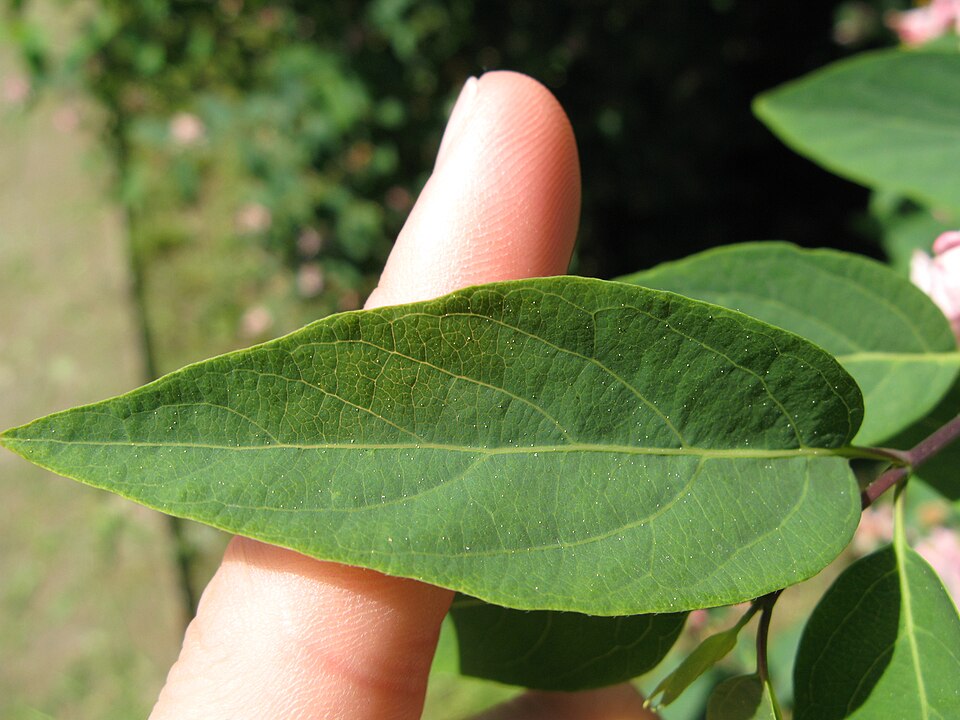 Lonicera tatarica (Tatarian honeysuckle)