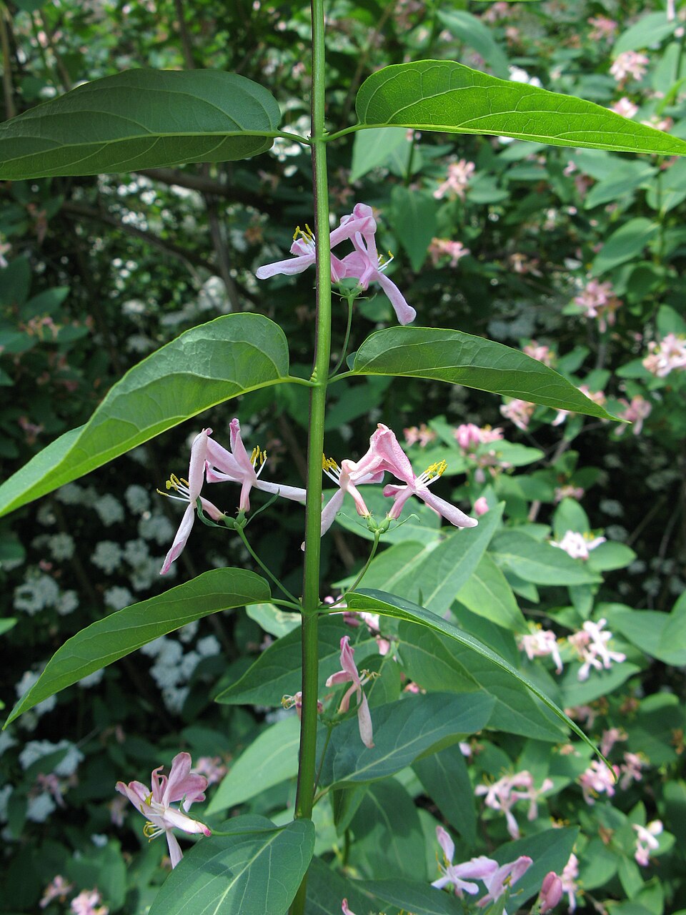 Lonicera tatarica (Tatarian honeysuckle)