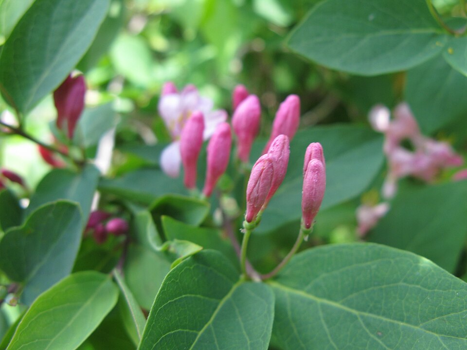 Lonicera tatarica (Tatarian honeysuckle)