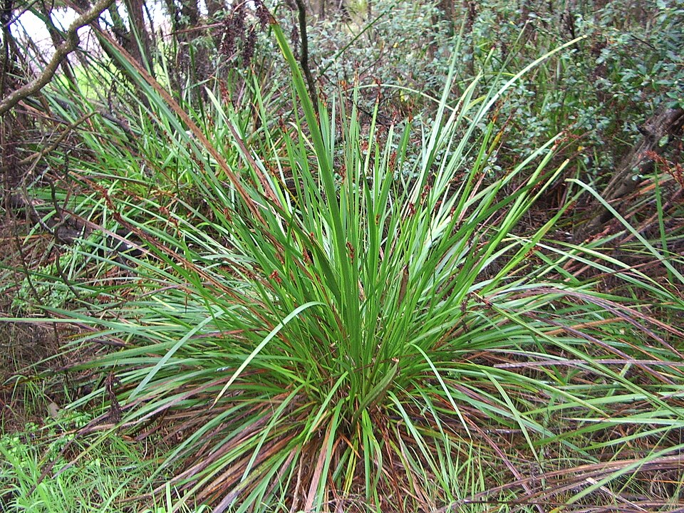 Lepidosperma gladiatum (Coast Sword-sedge) (alternate view 6)