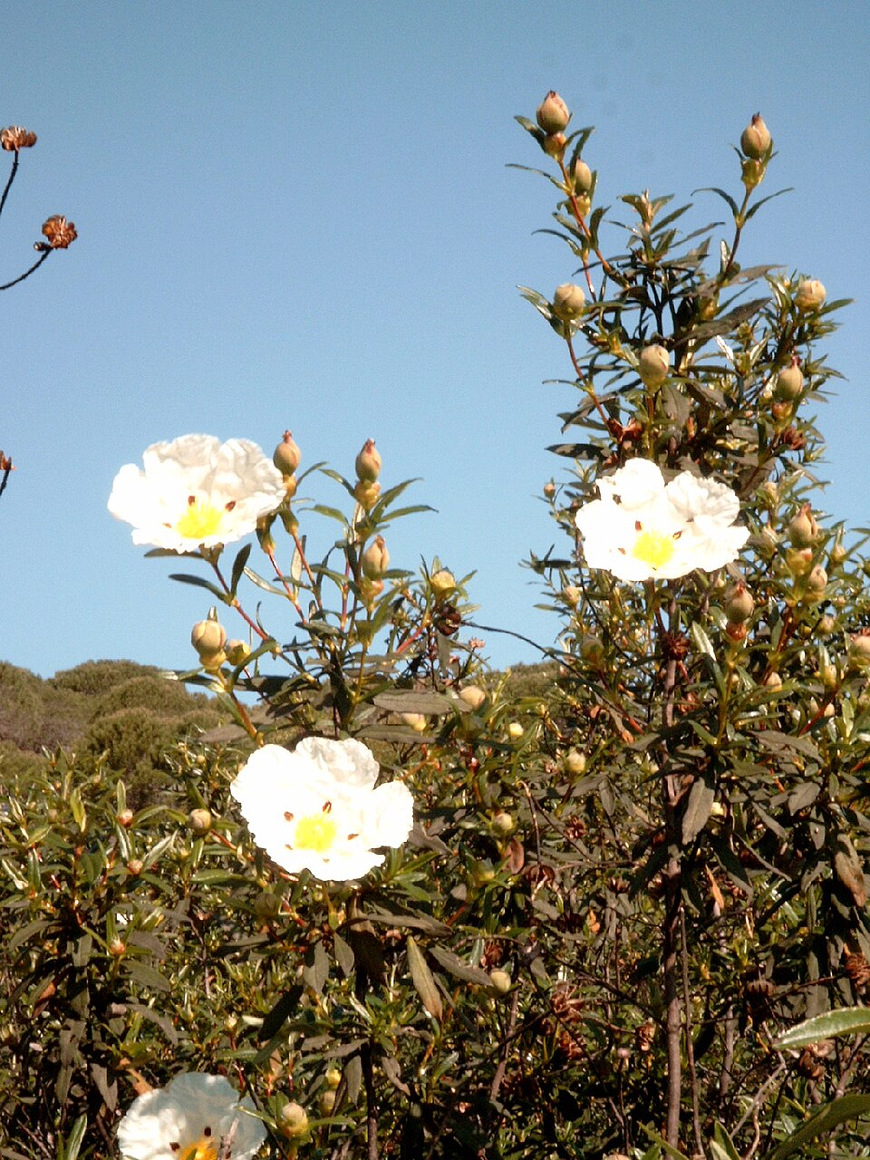 Cistus ladanifer (Gum Rockrose) (alternate view 3)