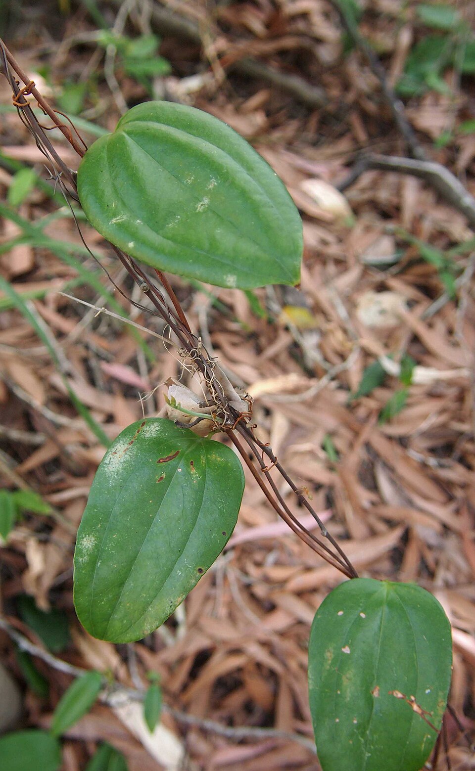 Smilax australis (Austral Sarsaparilla) (alternate view 3)