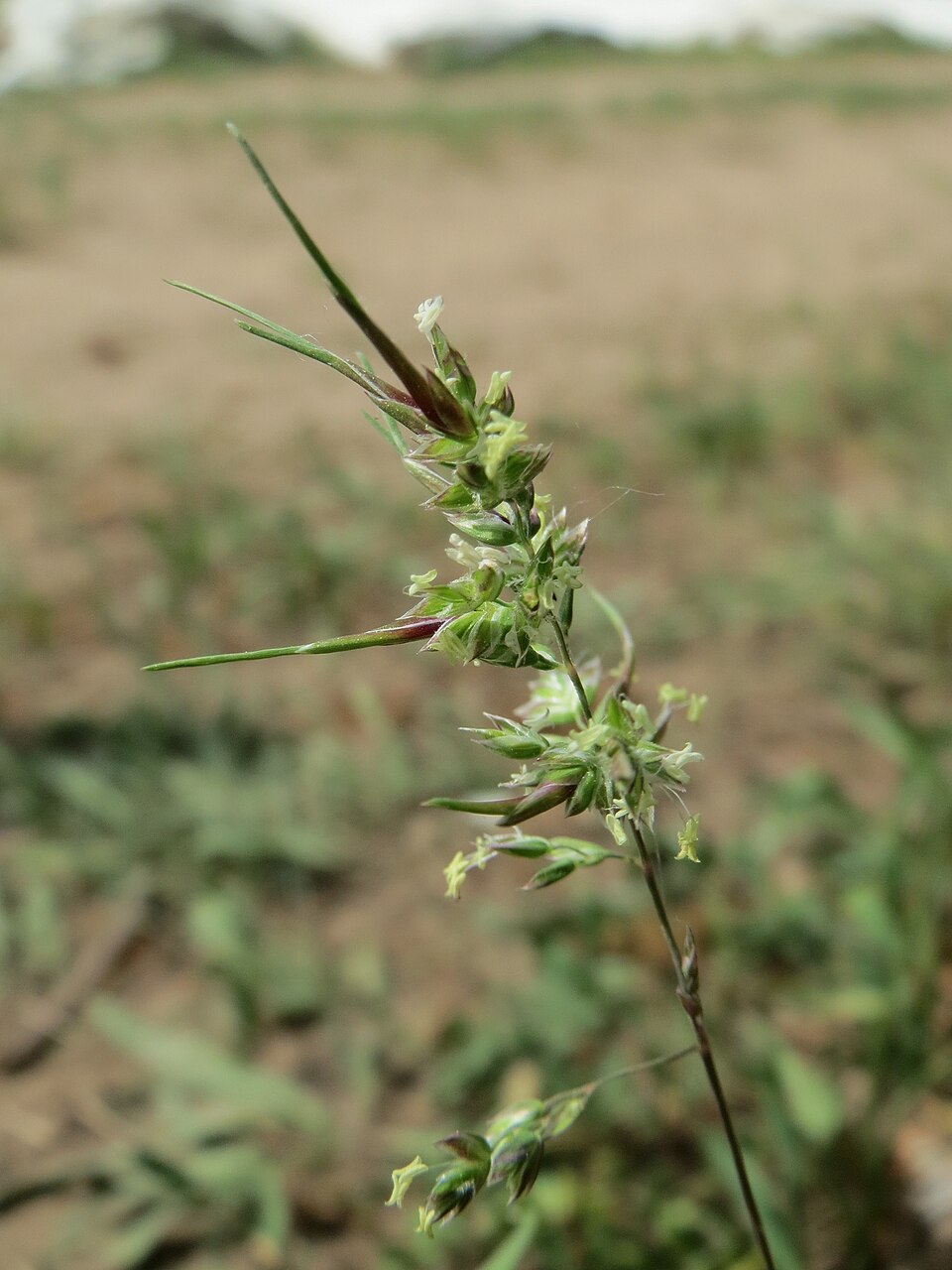 Poa bulbosa (Bulbous Bluegrass) (alternate view 6)