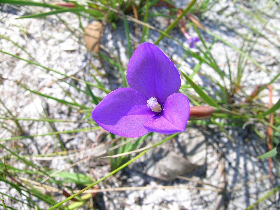 Patersonia fragilis (Short Purple-flag) (alternate view 3)