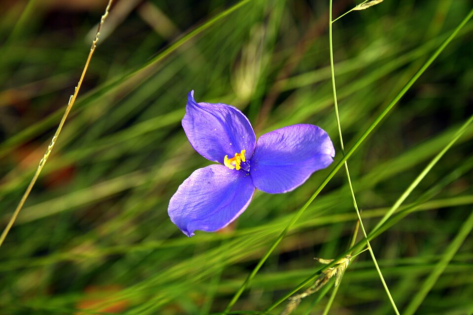 Patersonia occidentalis (Purple Flag) (alternate view 7)