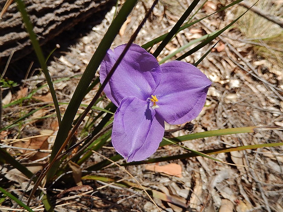 Patersonia fragilis (Short Purple-flag) (alternate view 4)