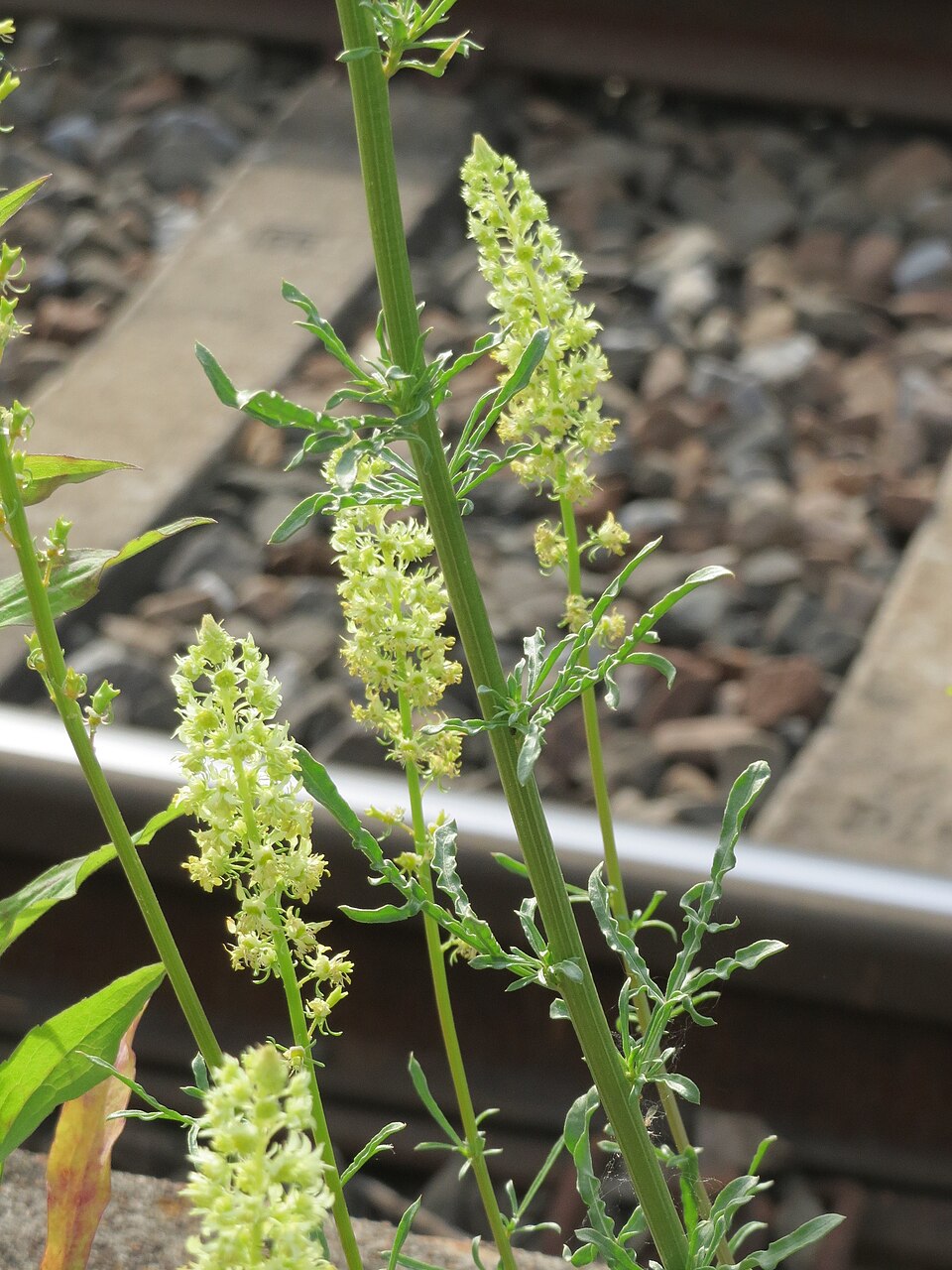 Reseda lutea (Wild Mignonette)