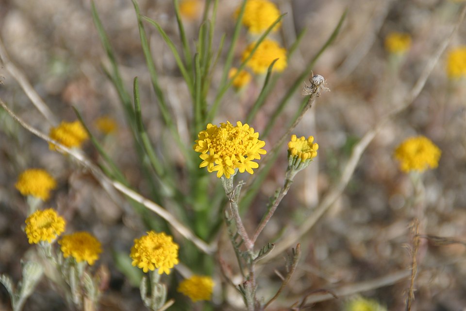 Chaenactis glabriuscula (Common Yellow Chaenactis) (alternate view 8)
