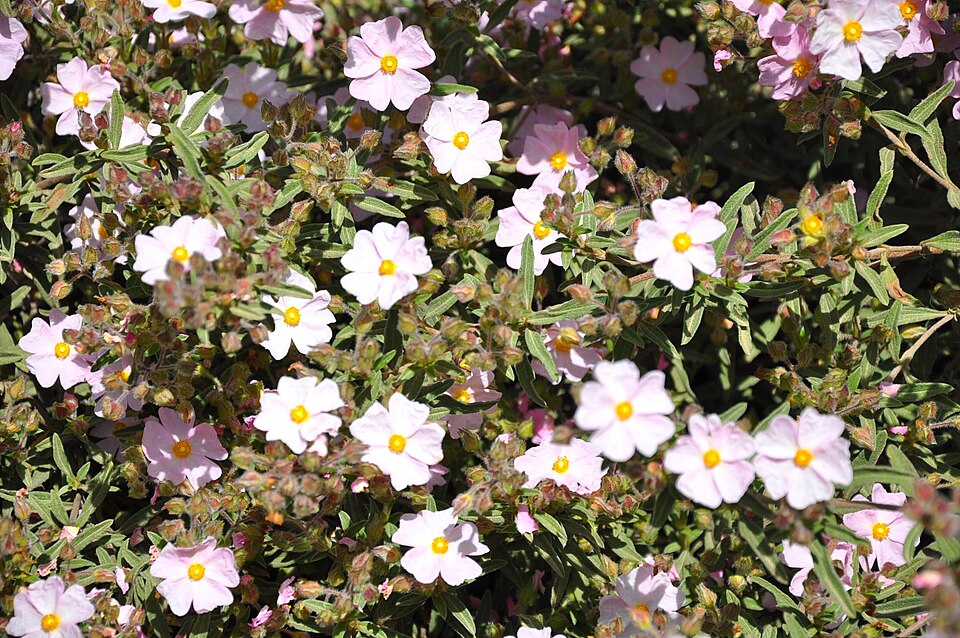Cistus x skanbergii (alternate view 9)