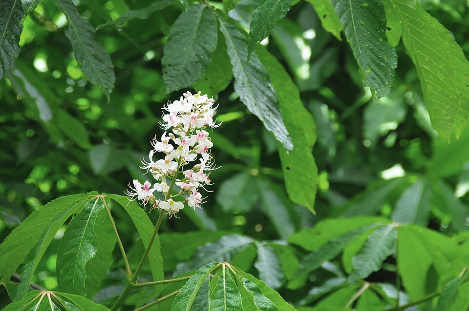 Aesculus indica (Indian Horse Chestnut) (alternate view 5)