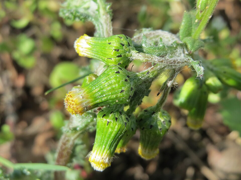 Senecio vulgaris (common groundsel) (alternate view 8)