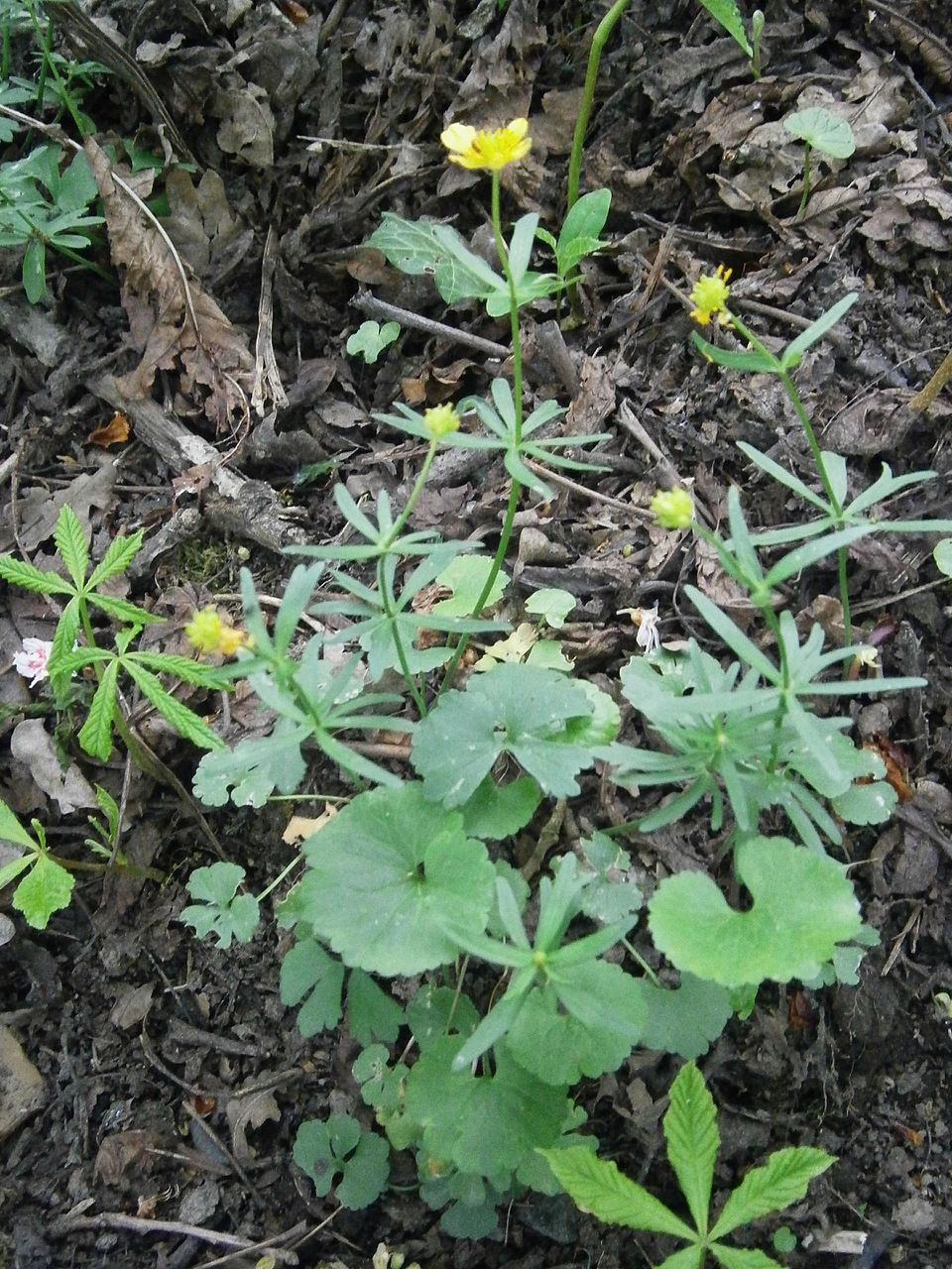 Ranunculus auricomus (Goldilocks Buttercup)