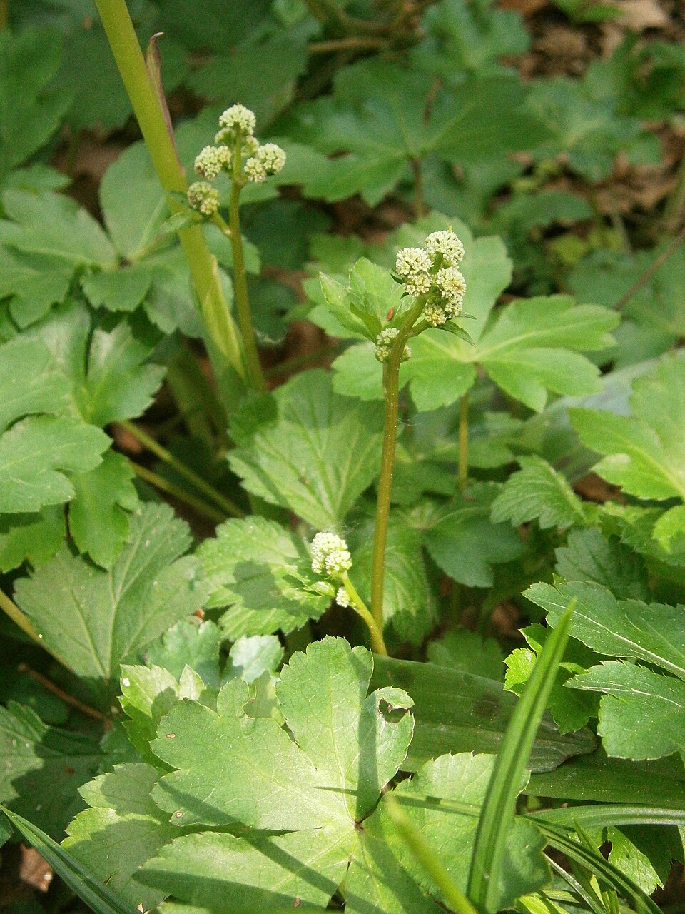 Sanicula europaea (wood sanicle)
