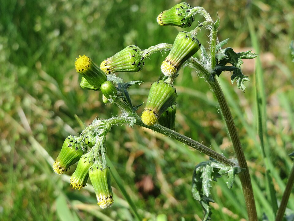 Senecio vulgaris (common groundsel) (alternate view 9)
