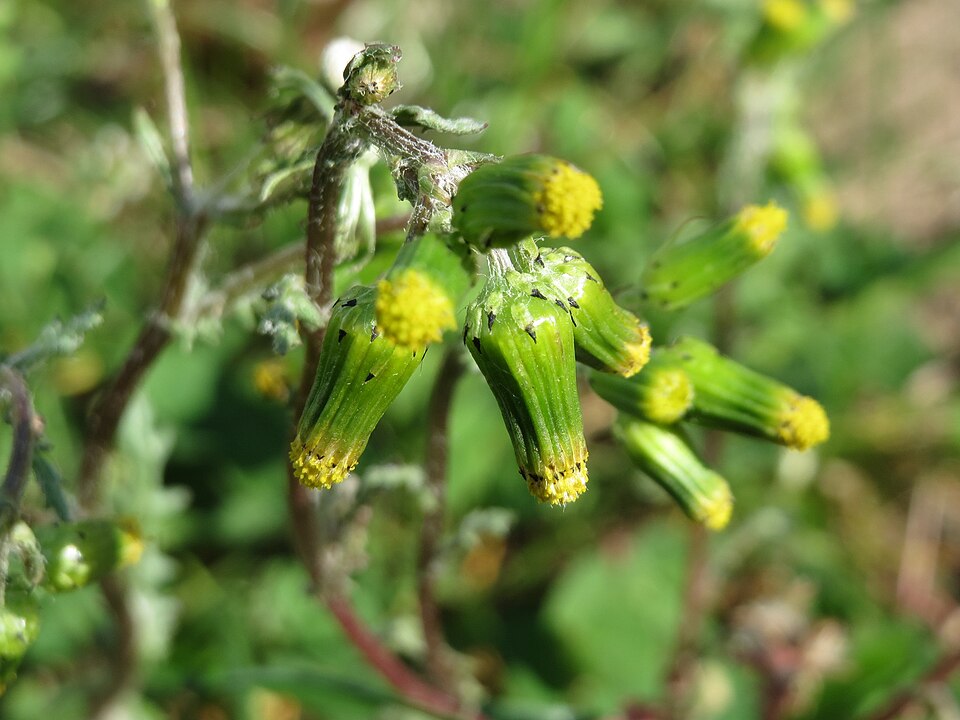Senecio vulgaris (common groundsel) (alternate view 10)
