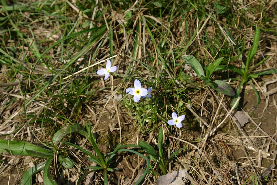 Houstonia caerulea (azure bluet)