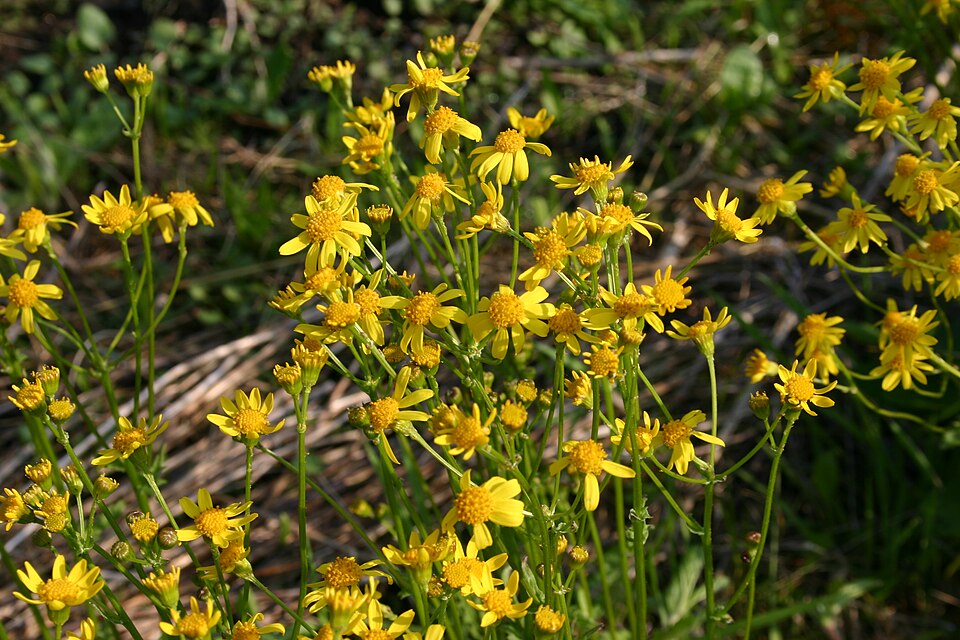 Packera obovata (roundleaf ragwort) (alternate view 6)
