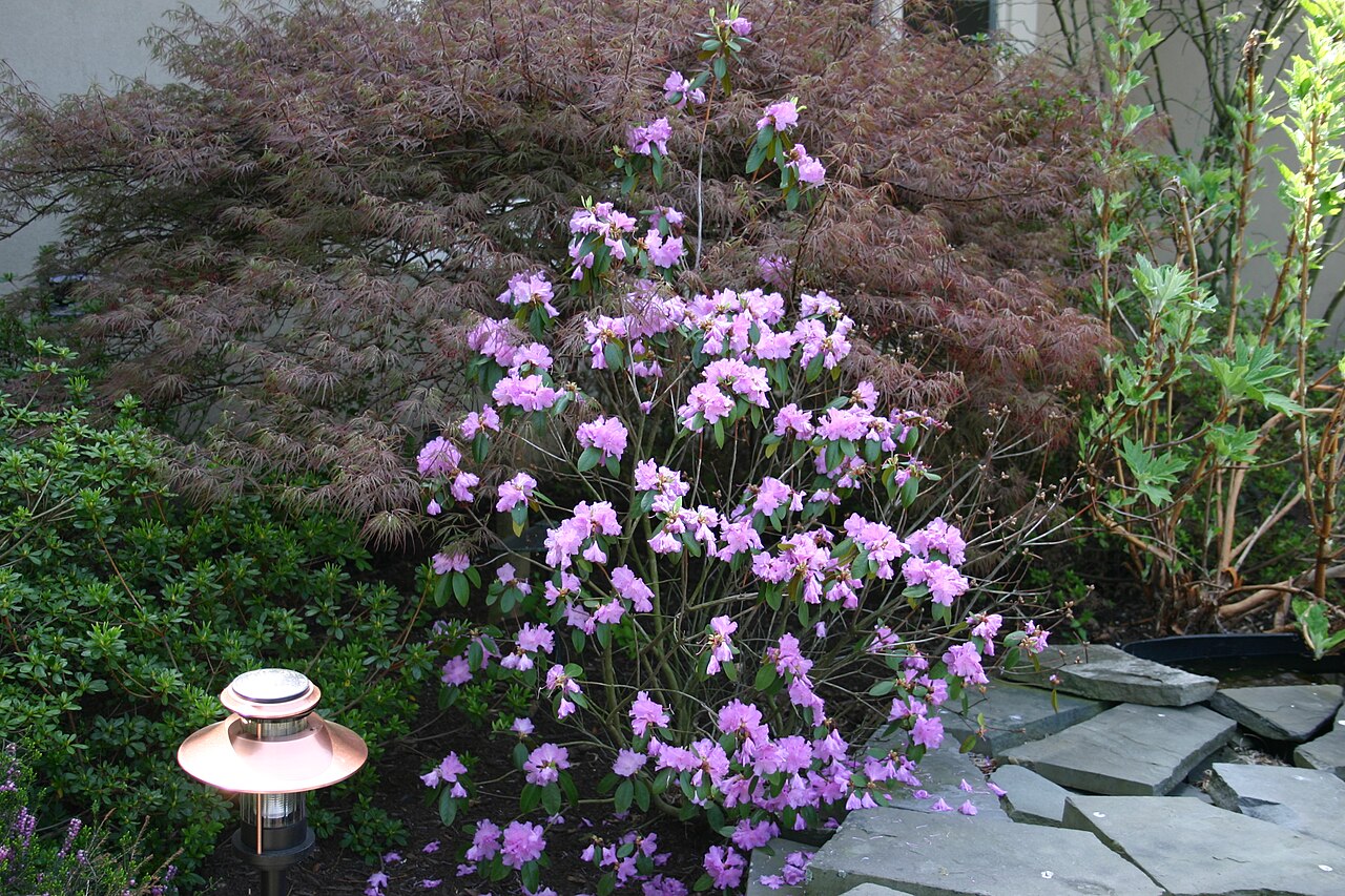 Rhododendron 'PJM' (PJM Rhododendron)