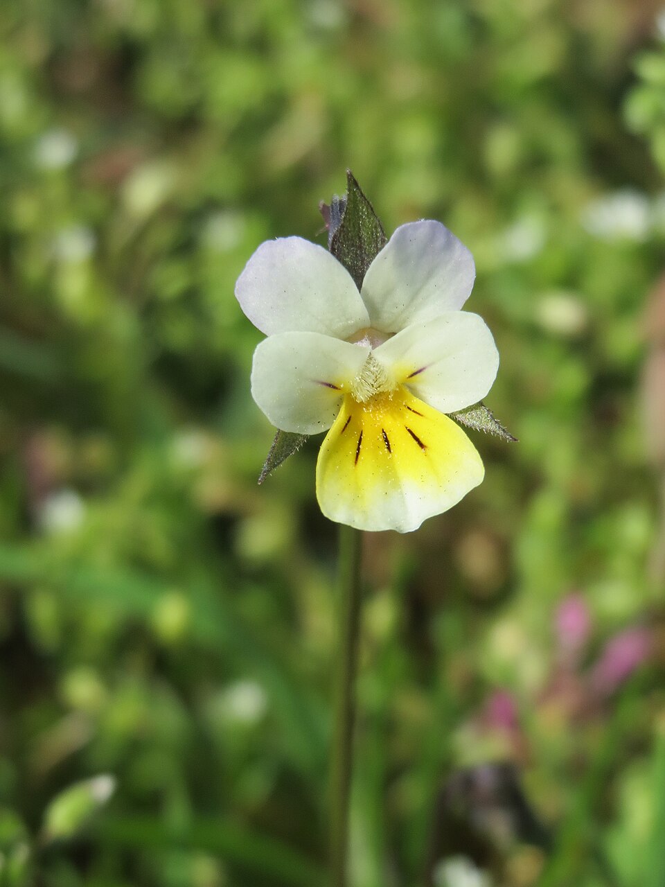 Viola arvensis (European field pansy)