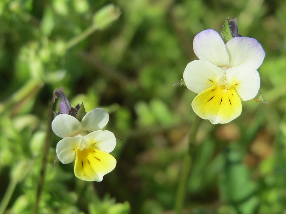 Viola arvensis (European field pansy)