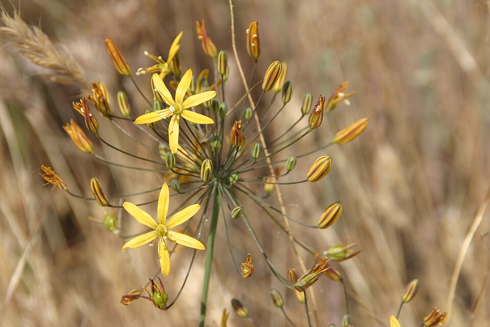 Bloomeria crocea (goldenstar) (alternate view 4)