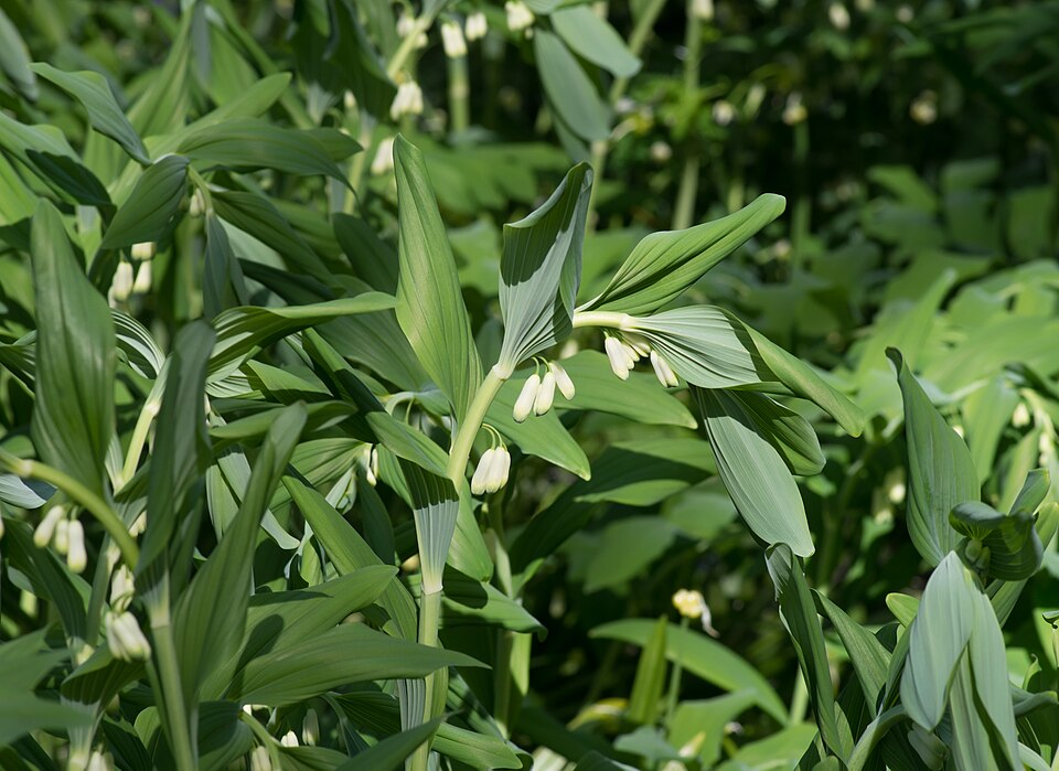 Polygonatum x hybridum (alternate view 9)