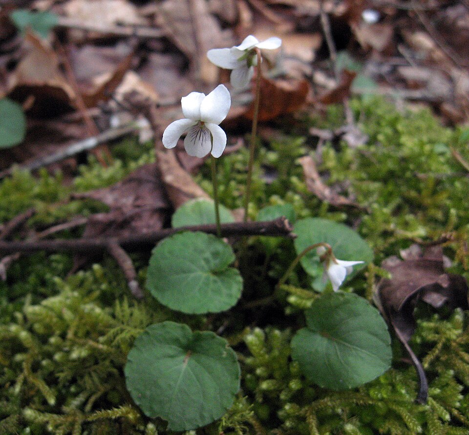Viola blanda (sweet white violet) (alternate view 8)