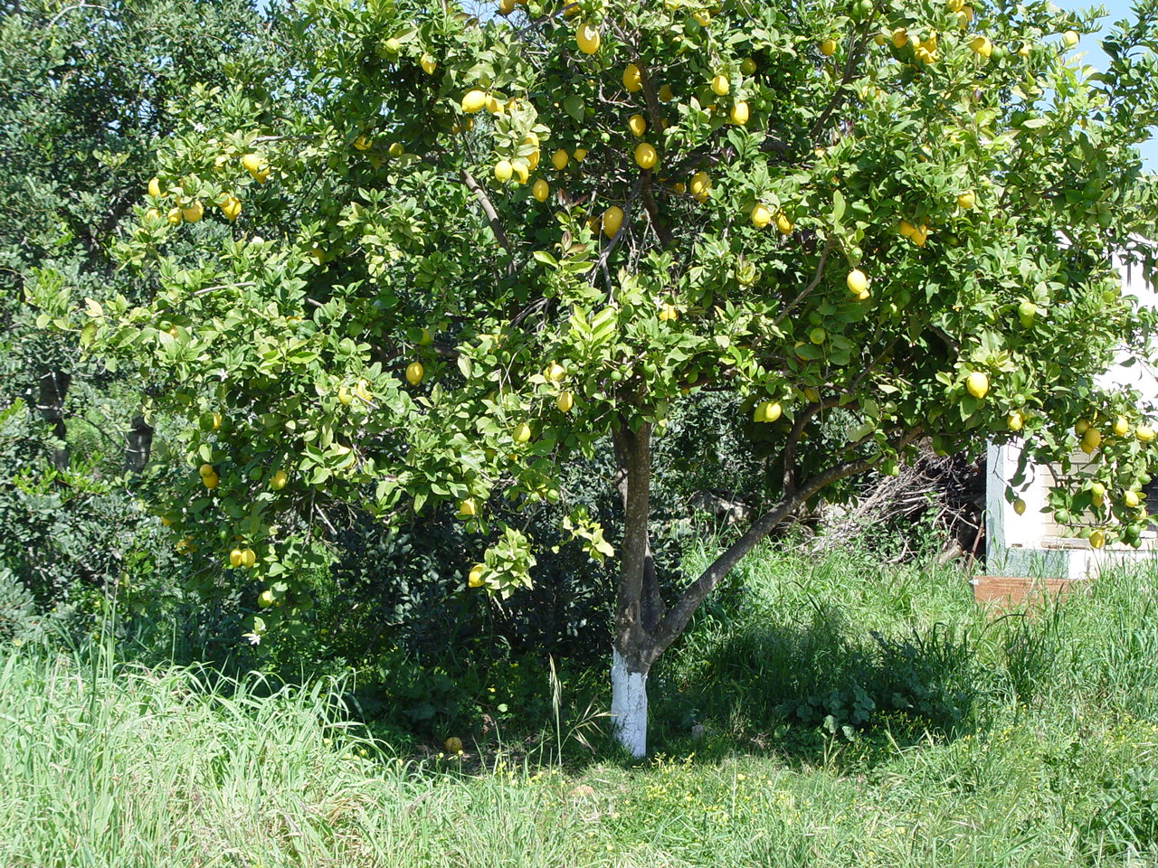 Citrus limon, Lemon — upright evergreen (Rutaceae) (image 3 of 9)
