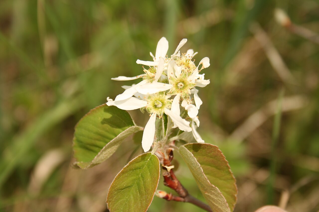 Amelanchier canadensis, Shadblow serviceberry — upright deciduous (Rosaceae) (image 5 of 10)