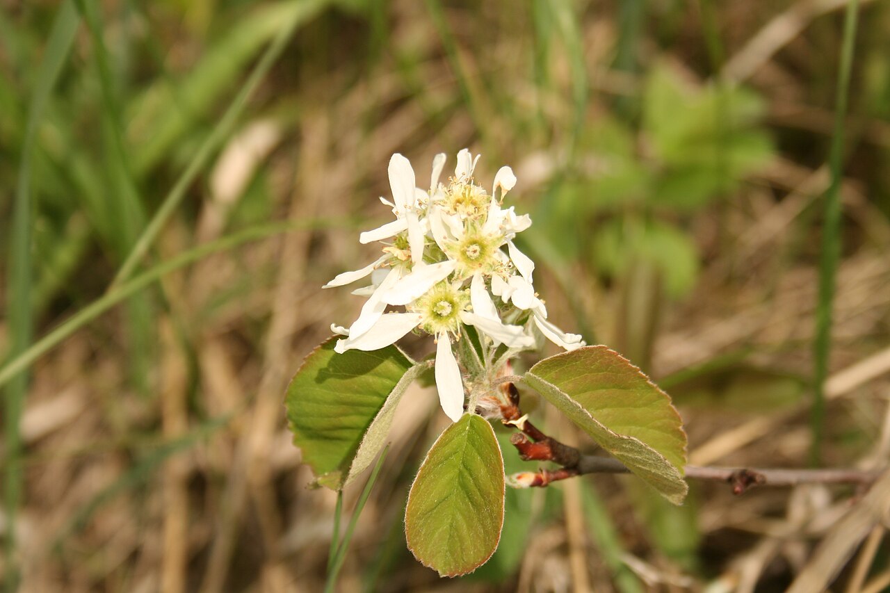 Amelanchier canadensis, Shadblow serviceberry — upright deciduous (Rosaceae) (image 6 of 10)