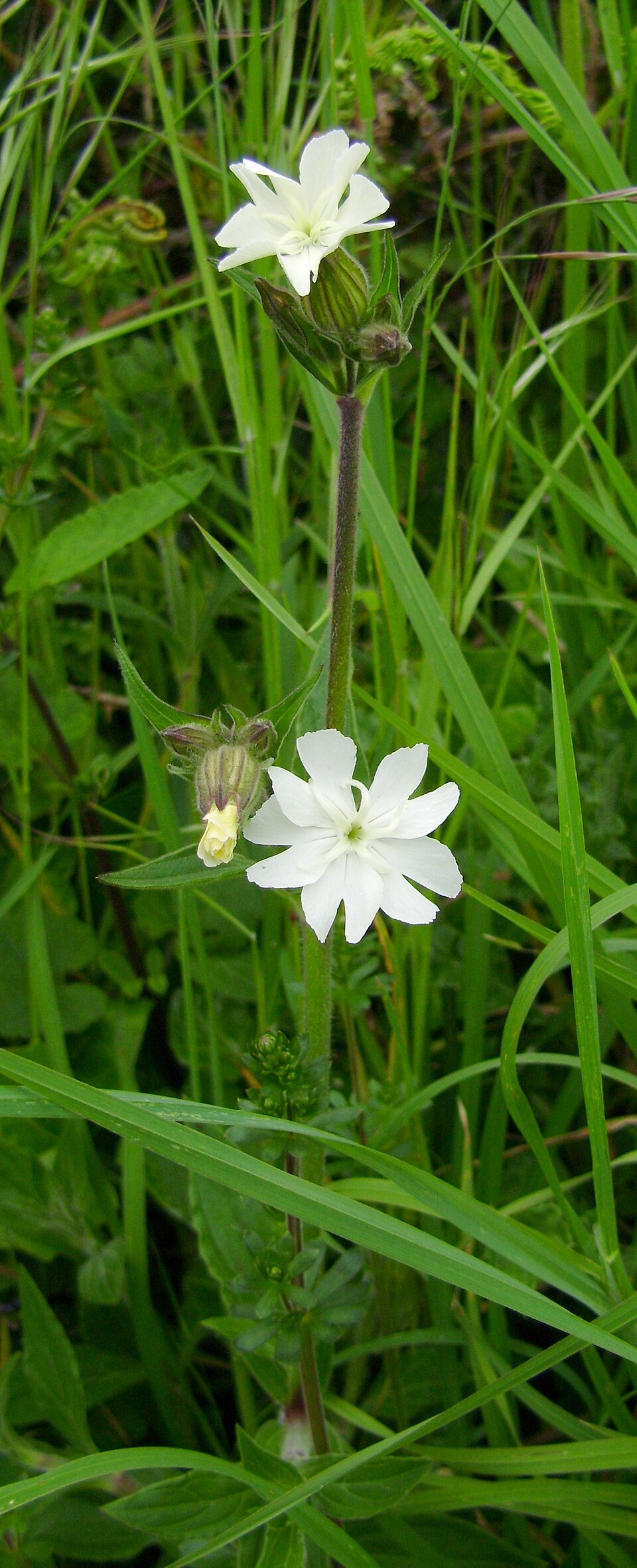 Silene latifolia (white campion)