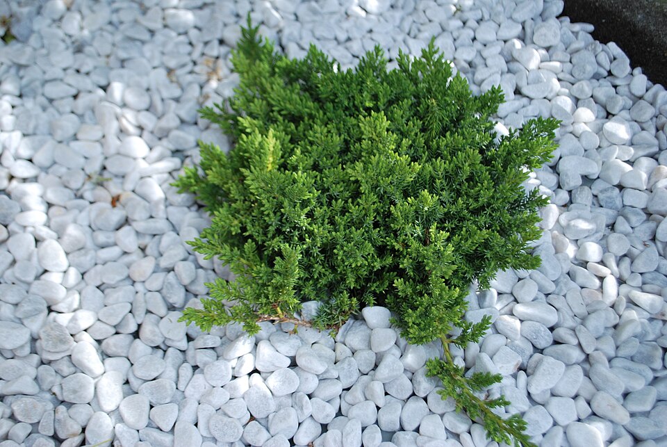 Juniperus procumbens 'Nana' (Dwarf Japanese Garden Juniper) (alternate view 2)