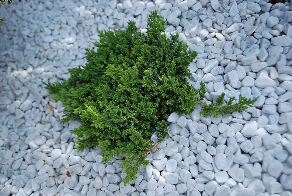 Juniperus procumbens 'Nana' (Dwarf Japanese Garden Juniper) (alternate view 3)