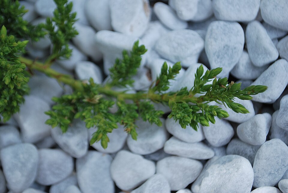 Juniperus procumbens 'Nana' (Dwarf Japanese Garden Juniper) (alternate view 4)
