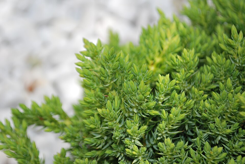 Juniperus procumbens 'Nana' (Dwarf Japanese Garden Juniper) (alternate view 5)