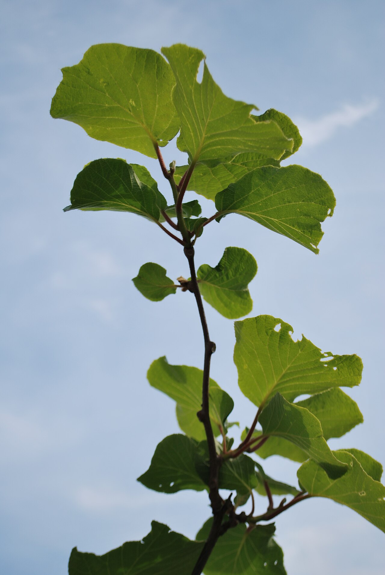 Actinidia chinensis, Kiwifruit — vining deciduous (Actinidiaceae) (image 7 of 9)