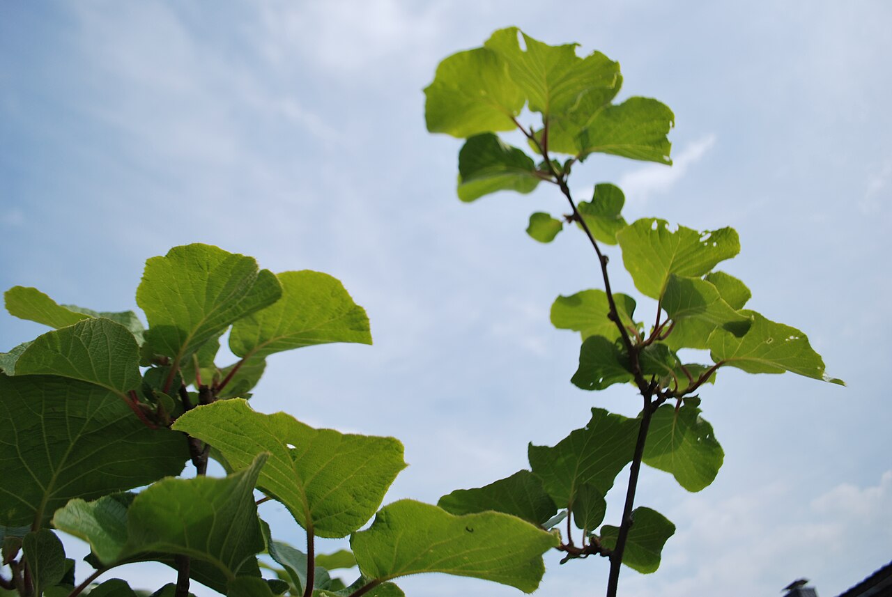 Actinidia chinensis, Kiwifruit — vining deciduous (Actinidiaceae) (image 8 of 9)