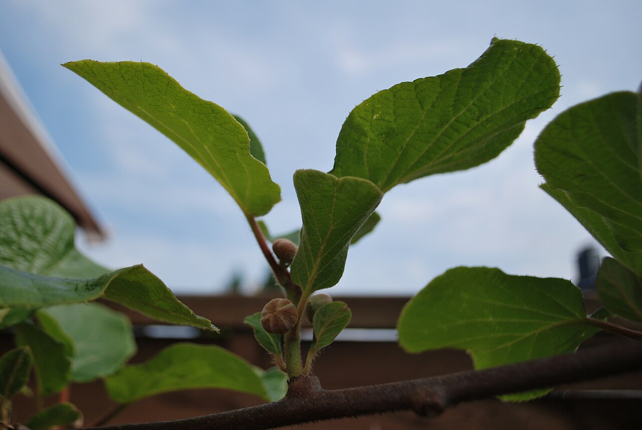 Actinidia chinensis, Kiwifruit — vining deciduous (Actinidiaceae) (image 9 of 9)
