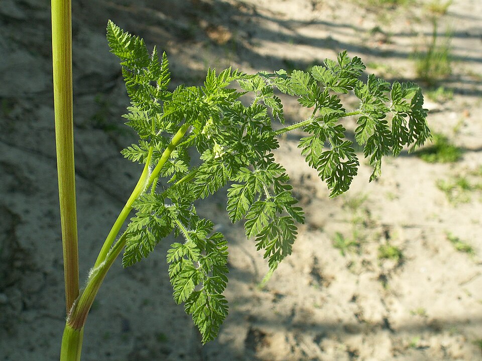 Anthriscus caucalis (Bur Parsley) (alternate view 6)