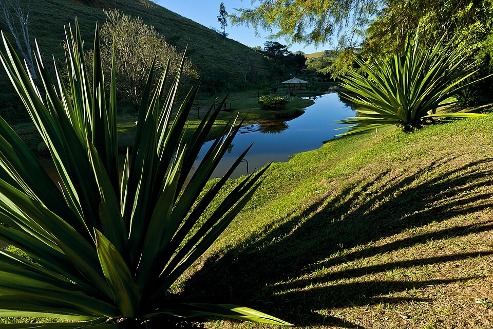 Yucca (Yuccas) (alternate view 3)