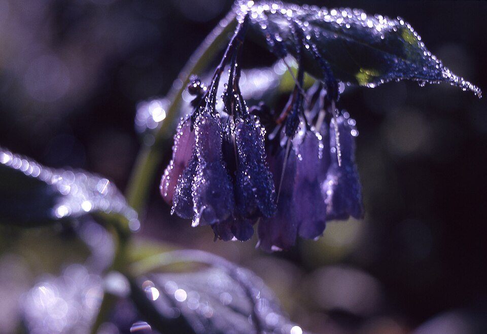 Mertensia ciliata (mountain bluebells) (alternate view 6)