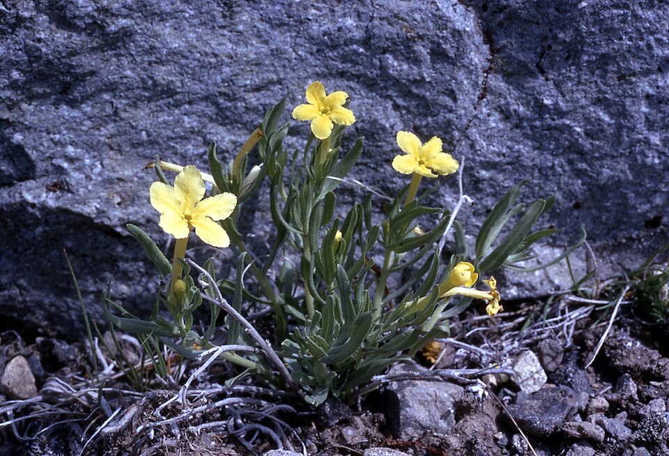 Lithospermum incisum (narrowleaf puccoon) (alternate view 6)