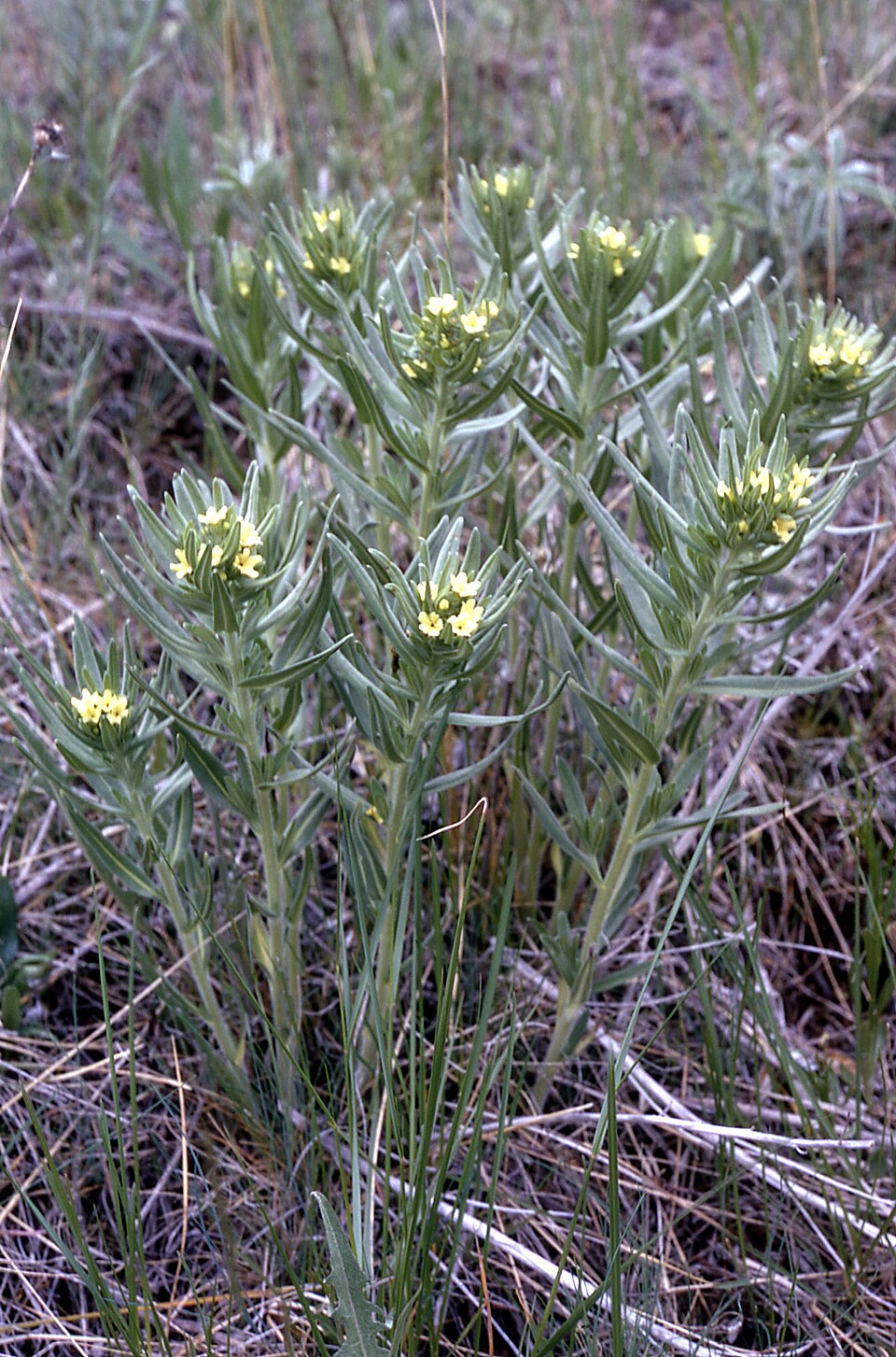 Lithospermum ruderale (western stoneseed) (alternate view 6)