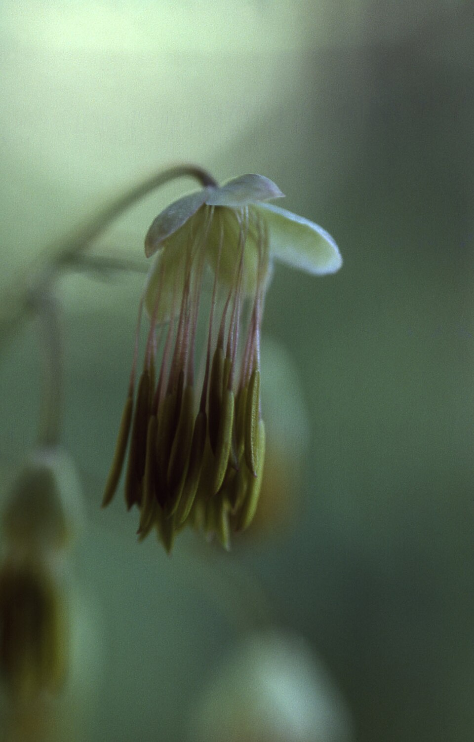 Thalictrum occidentale (Western Meadow-Rue) (alternate view 6)