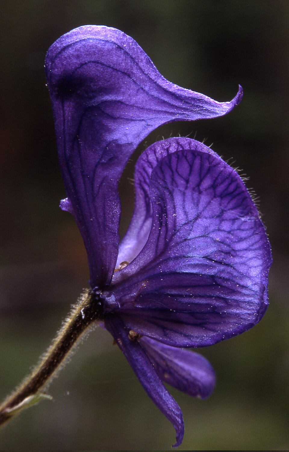 Aconitum columbianum (Columbian Monkshood) (alternate view 6)