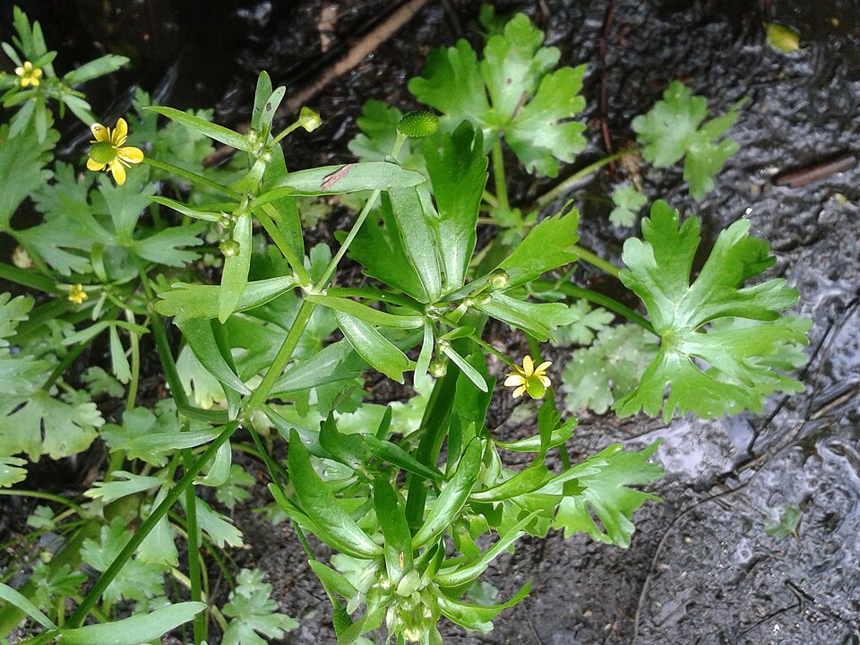 Ranunculus sceleratus (cursed crowfoot)