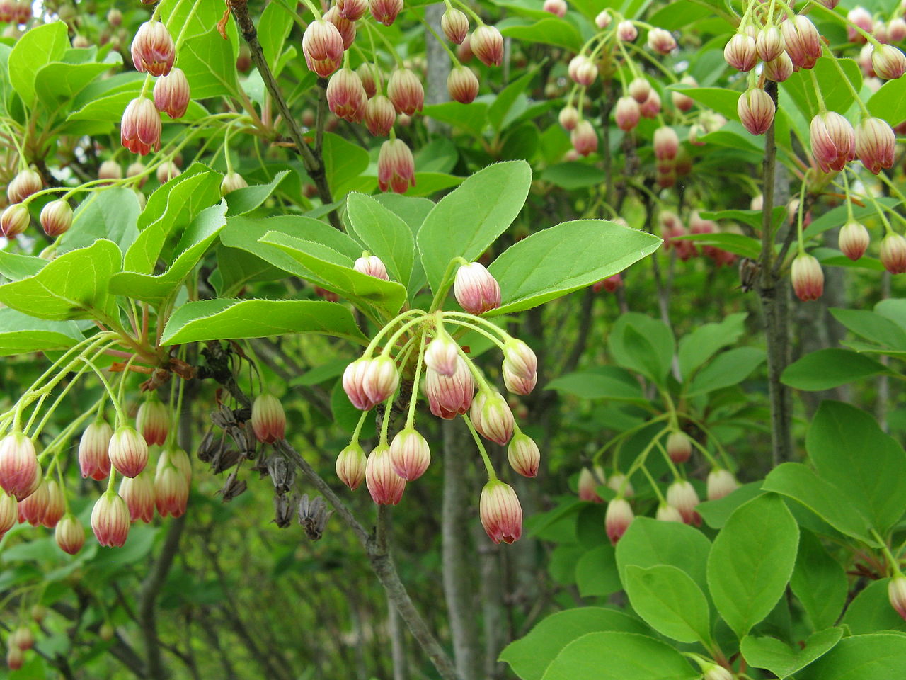 Enkianthus campanulatus (enkianthus)