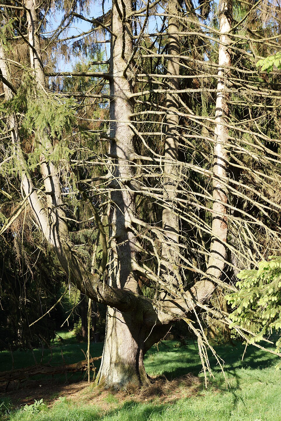 Picea abies (Norway Spruce) (alternate view 6)