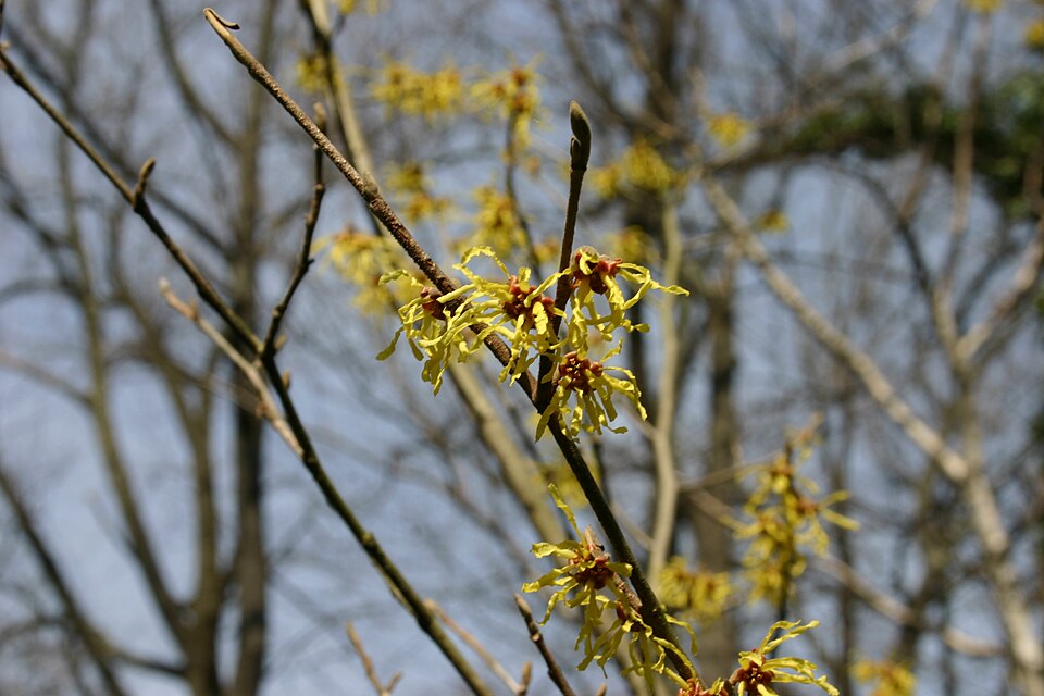 Hamamelis × intermedia 'Arnold Promise' (Arnold Promise Witch Hazel) (alternate view 2)