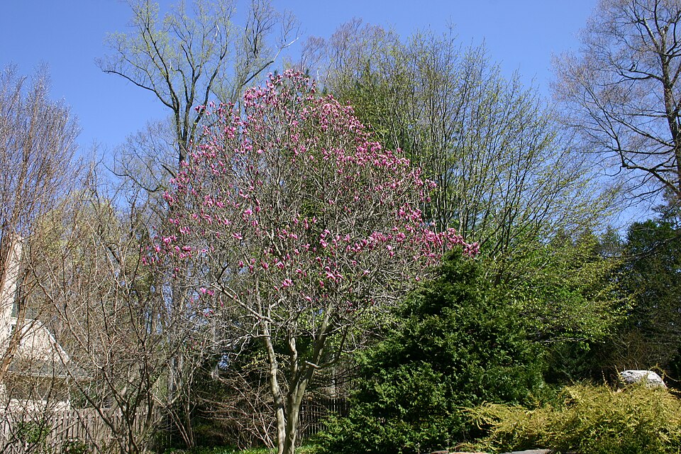 Magnolia × 'Susan' (Susan Magnolia Bush) (alternate view 2)